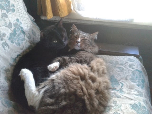 Рыжий, Чуча, Пузик(серый) 🙏к сожалению все уже на☁️🌈,...