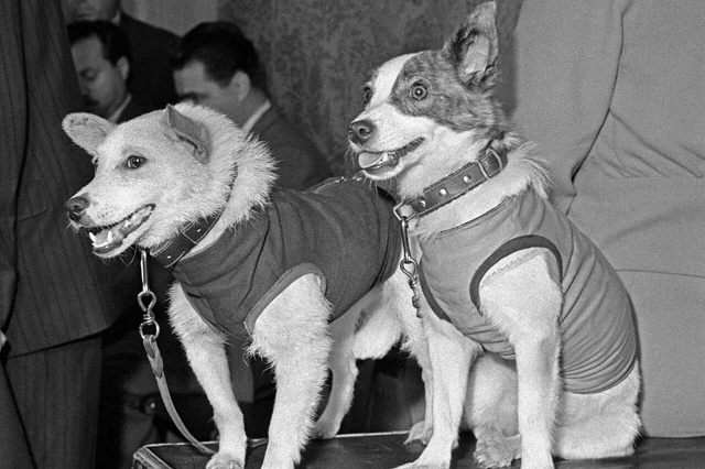 Лeгeндарные космонавты Белка и Стрелка, 1960 год