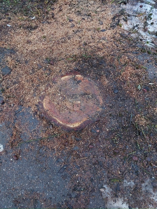 Не губите, мужики, не губите, не рубите дерева, не рубит?...