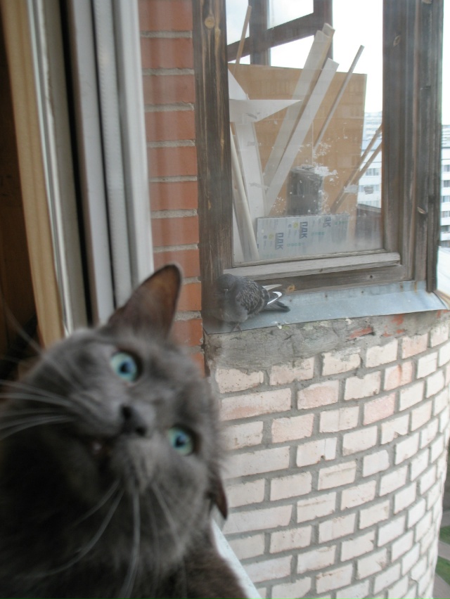 Селфи с голубем😂