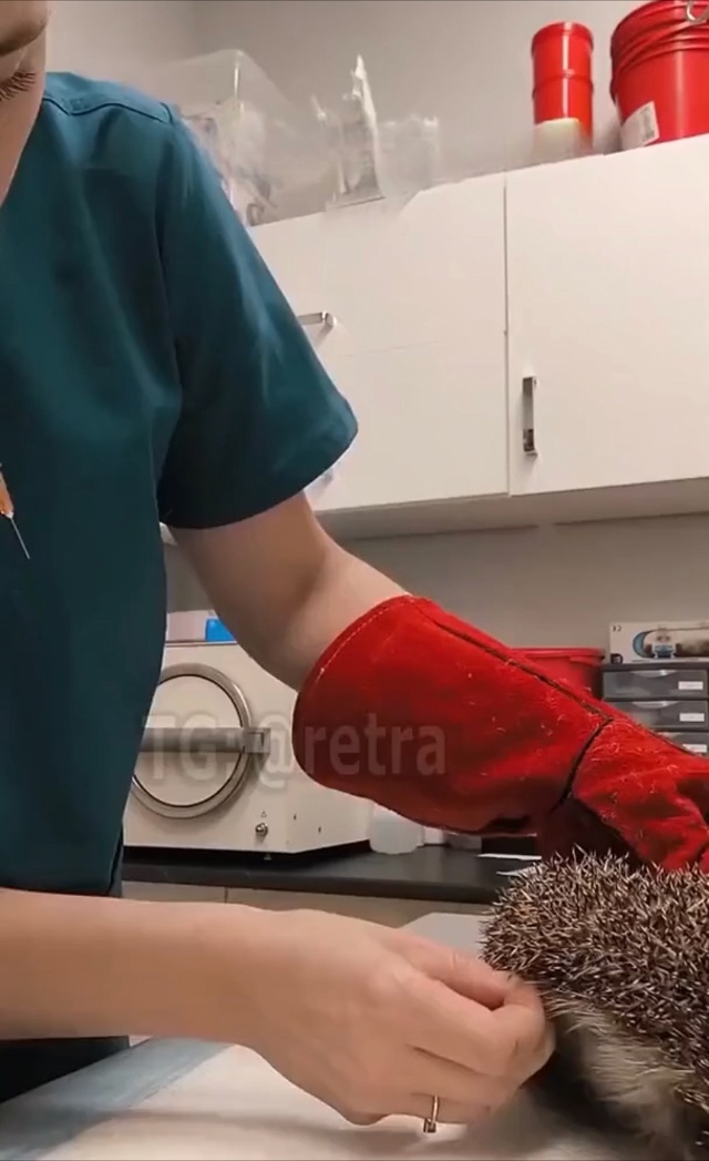 Как выглядит рабочий день у ветеринара, к которому при?...