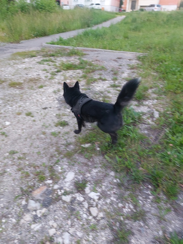 Бегает собака, явно потерялась, район Крутое у флеболо...