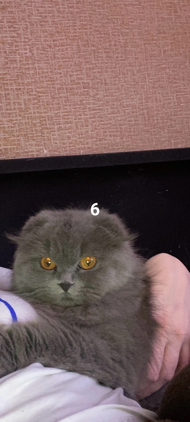 #ПотерялиНашлиПомогите
1 Поздно вечером пропала кошк?...