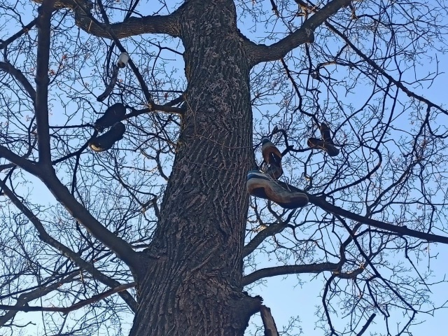 ? В Загородном парке на дереве заметили необычные укр...