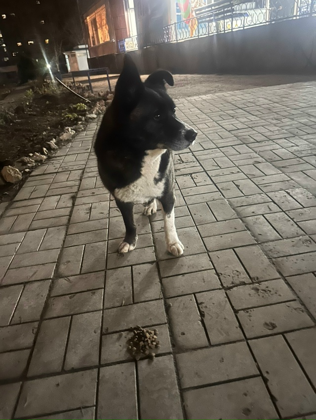 Чей потеряшка? На проезжей части стоял.. растерянный..