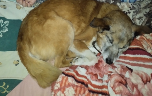 Сегодня пропала собака по кличке Пух.Был без ошейника. ...