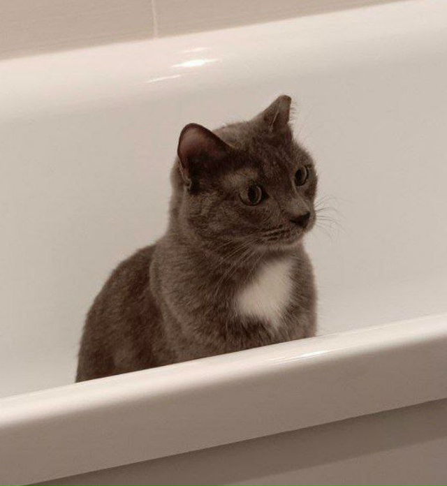 Потерялся кот зовут Китя, серый окрас с белым галстуко?...