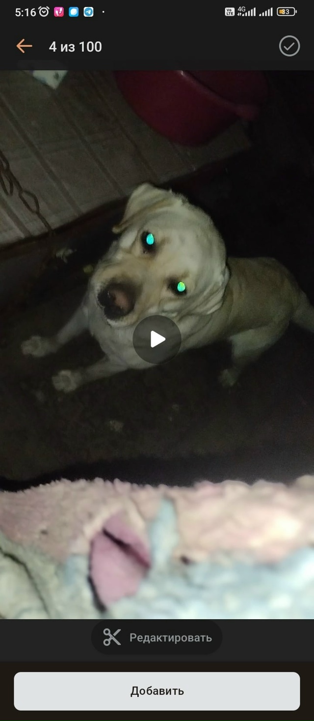 Срочно, выложите запись!!!!
Чей пес находиться на Ленина...