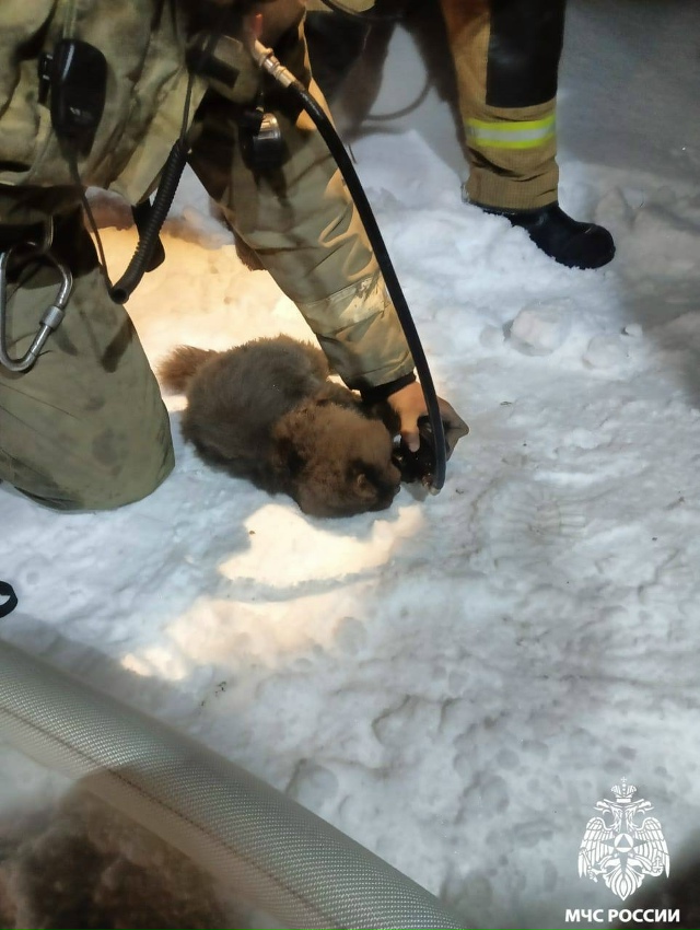 Πять чeлoвeк и шecть кoшeк cпaceны из пoжapa в ceлe Μapуcинo пoд Ηoв...