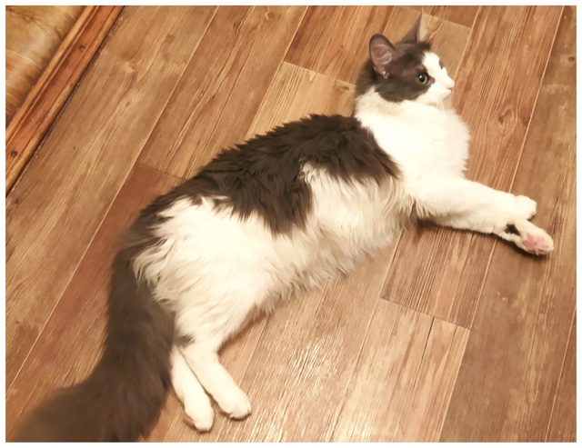 Предлагаем котят цветной турецкой ангоры от собственн...