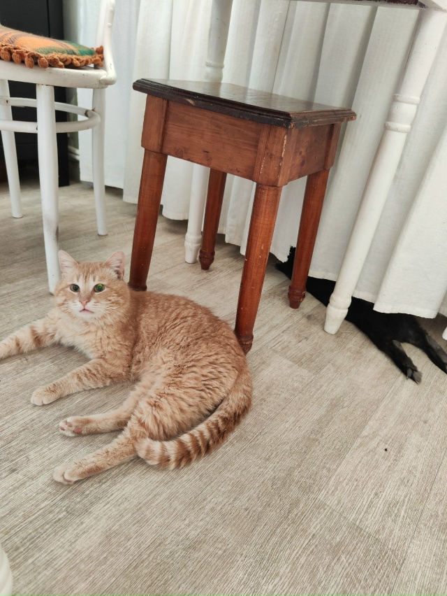 Наш Кешка снова потерялся.. Присмотритесь, может он при...