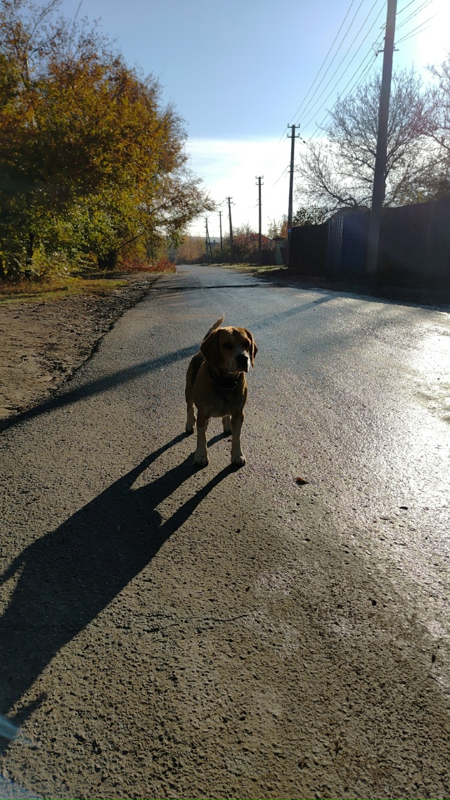 Ну теряли кобеля? На Щорса бегает, ко всем подходит, но ?...