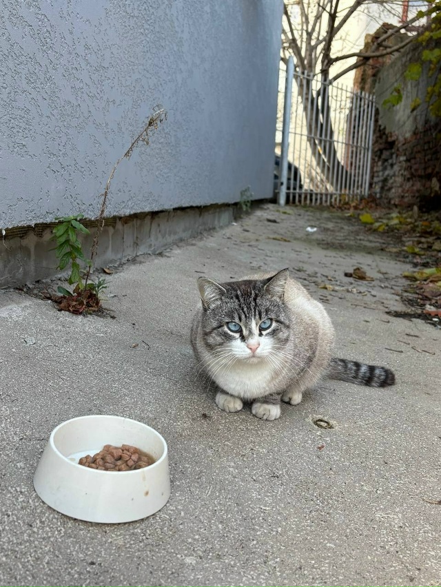 Чей котик ? Похож на домашнего,говорят,выбросили