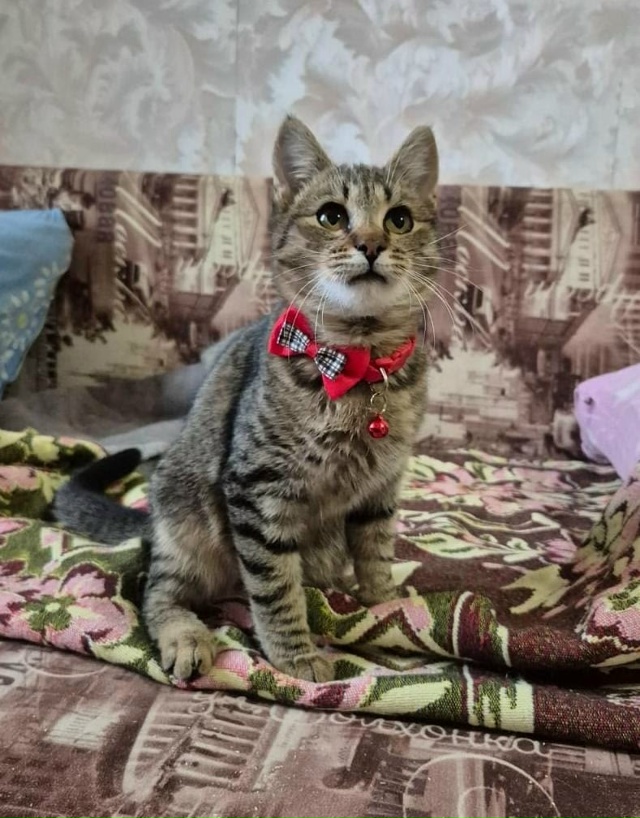 Хозяин, найдись!!! Просьба отозваться неравнодушных лю?...