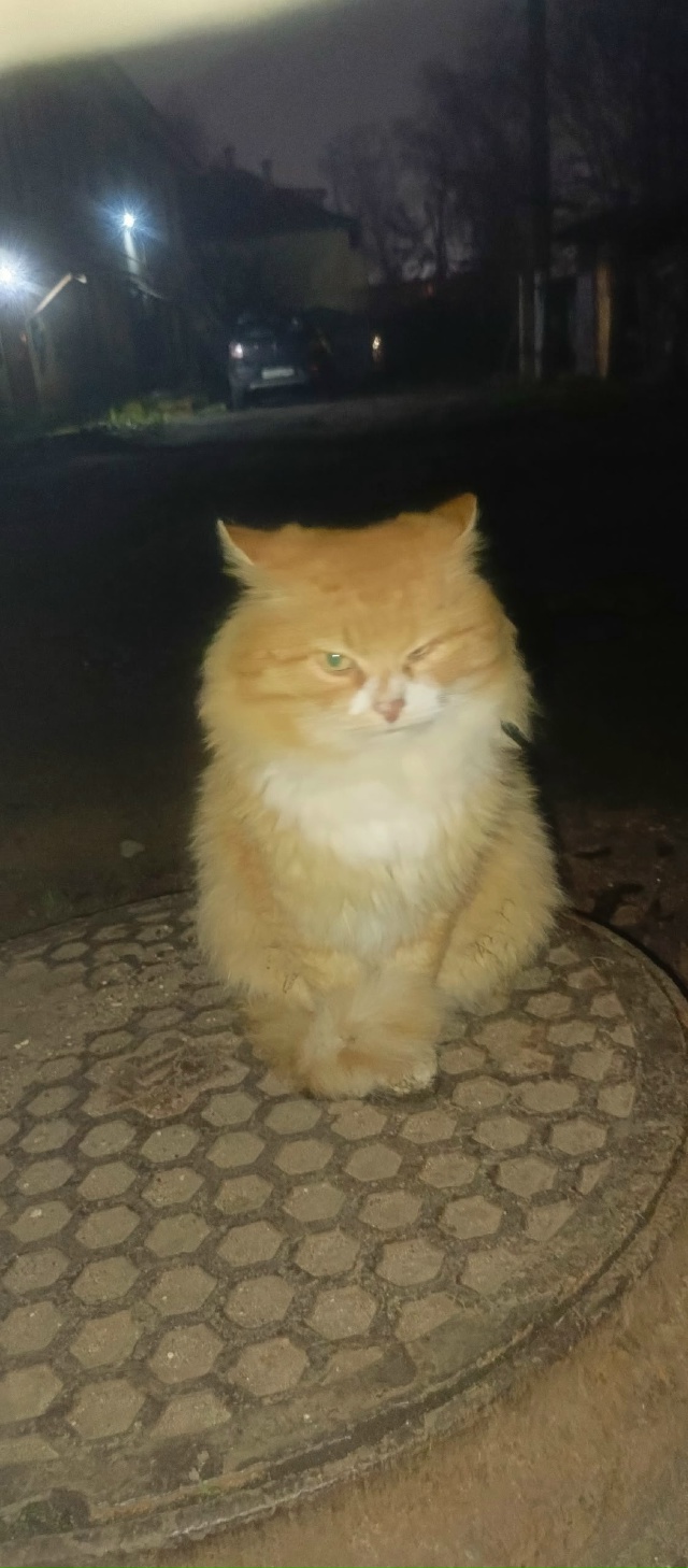 Чей котик, искали как-то похожего?