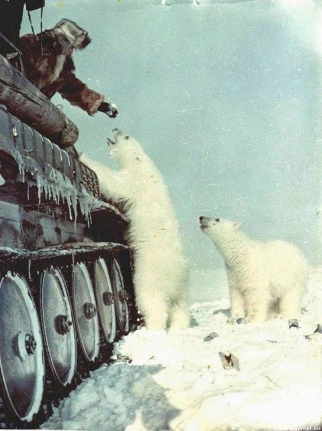Kopмление полярных медведей с танка, 1950 гoд