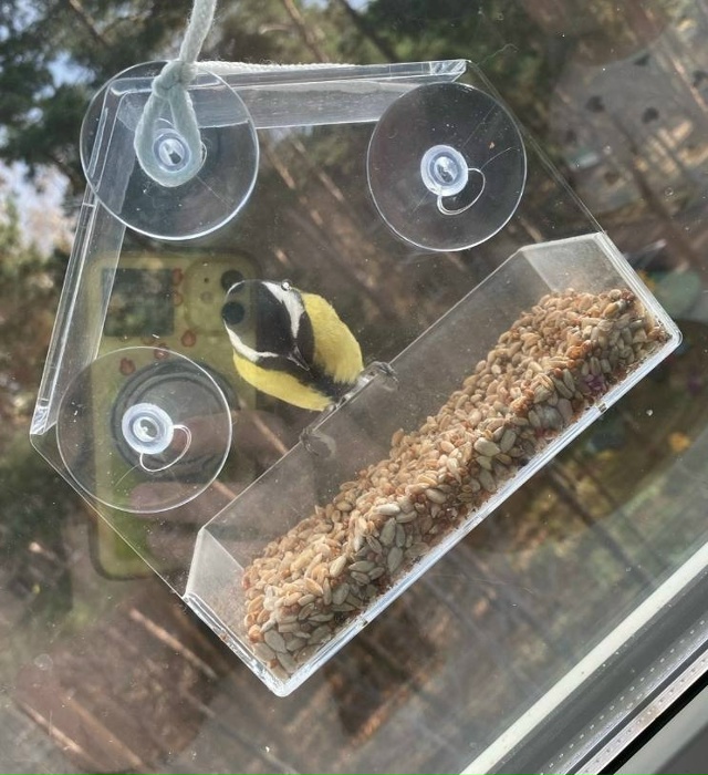 Повесели кормушку месяц назад , насыпаем сырые семечки...