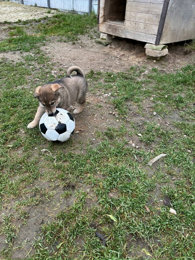 Два чудесных мальчишки😍 метисы ищут дом и ответствен?...