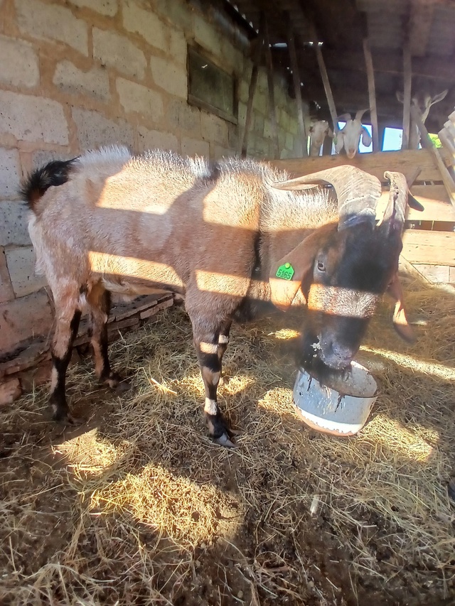 Продам племенного козла 🐐 Нубийской породы. И петуха ?...