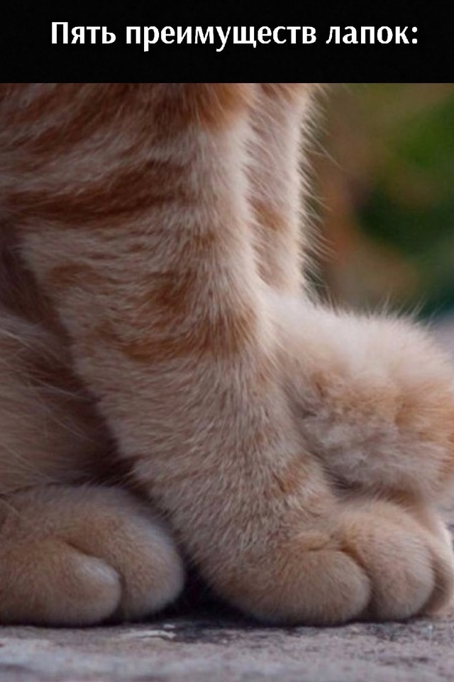 5 преимуществ лапок🐾