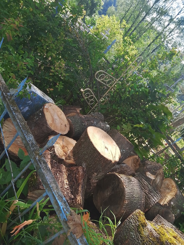 Мало того что после приёма заявления, деревья были спи?...