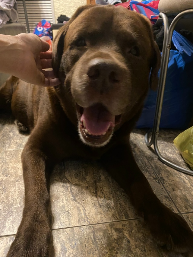 Нашли лабрадора (мальчик) возле 23 дома 6 мкр. Ищем хозяе?...