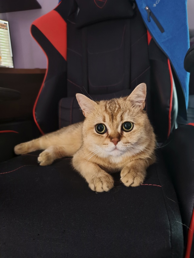 Котика вам в ленту, Копейск❤