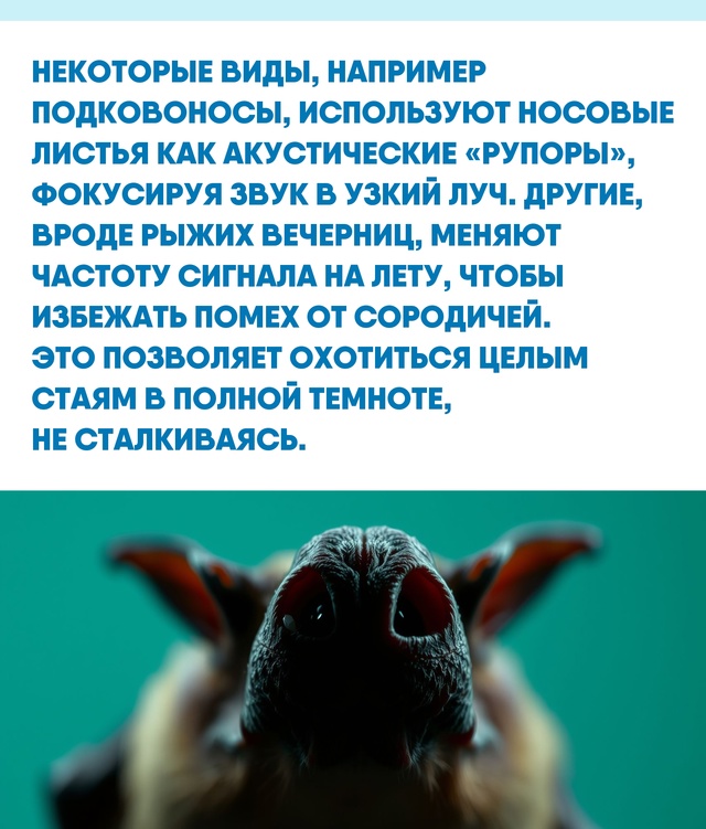 В тропических пещерах, где живут миллионы летучих мыше...