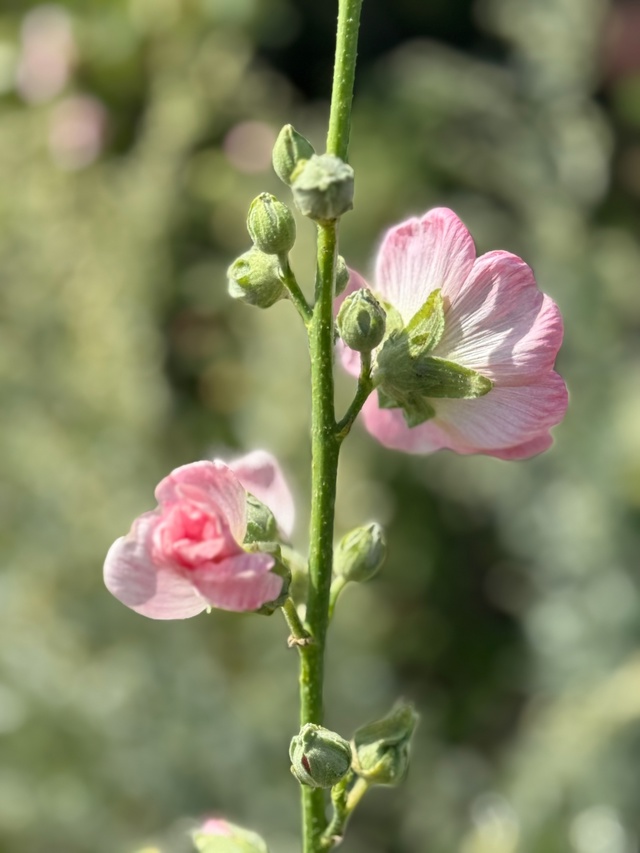 🌸 цветущий Тольятти 🌸
Фото: [id569304542|Ольга Полканова]