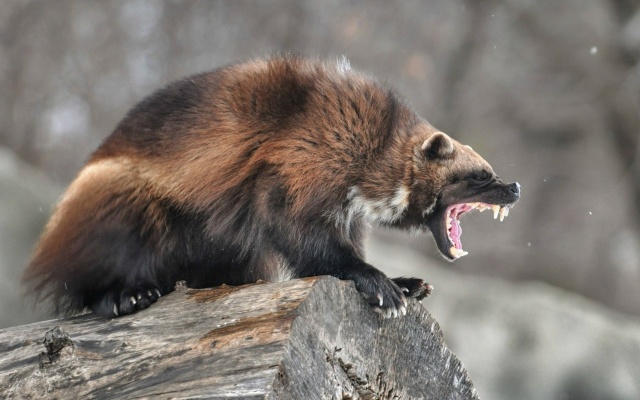 Росомаха - самый свирепый хищник на земле, не имеющий с?...