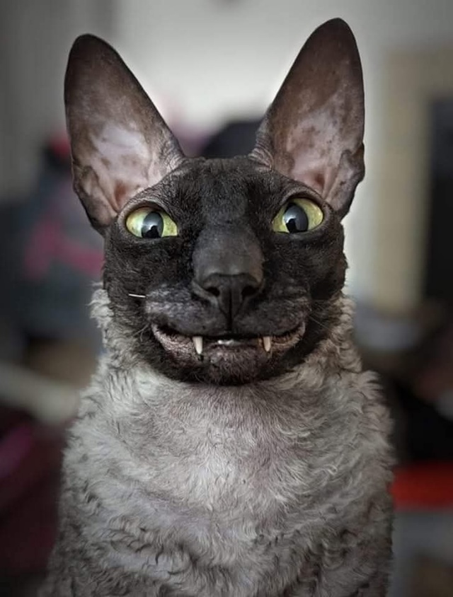 Дом не может без кота, Без кота дом - сирота.
