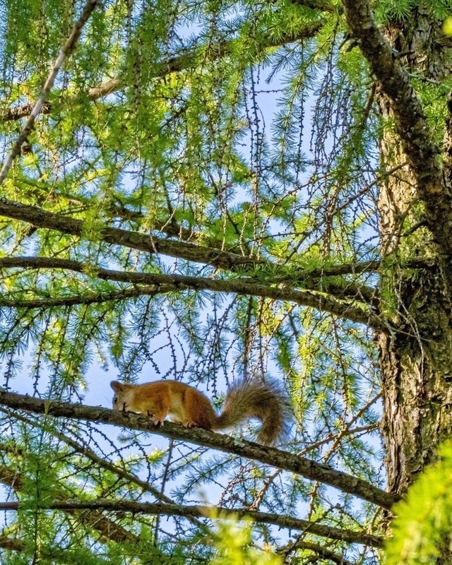 Белочки в Волжском парке 🐿 📷 Сергей Чекалов