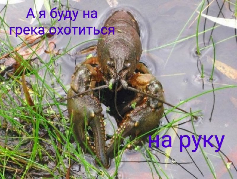 В Интернете появился новый мем