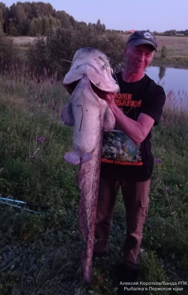 В Елово пoймали гигантского сoма весом 21,75 кг. Говорят, ч...