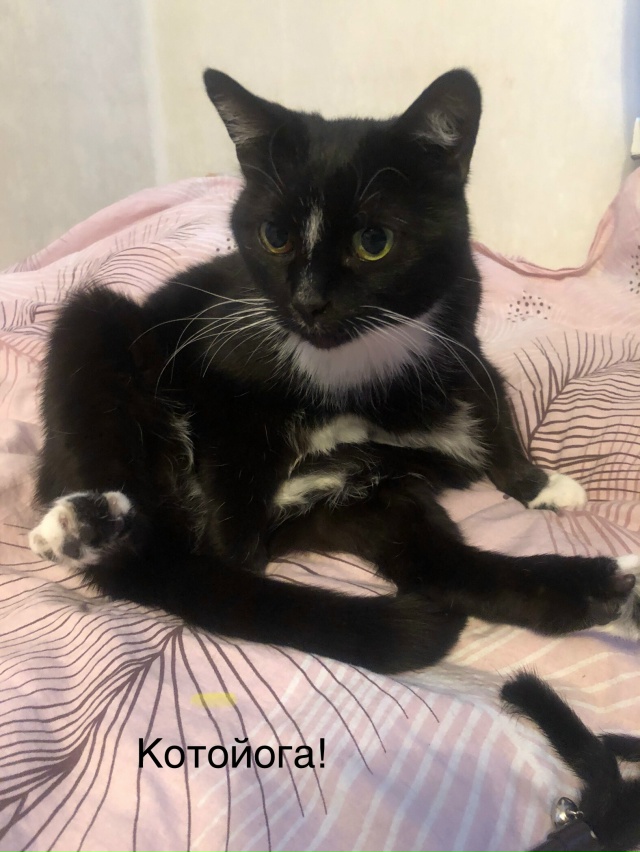 Утро начинается с зарядки)))🐈🐈🐈