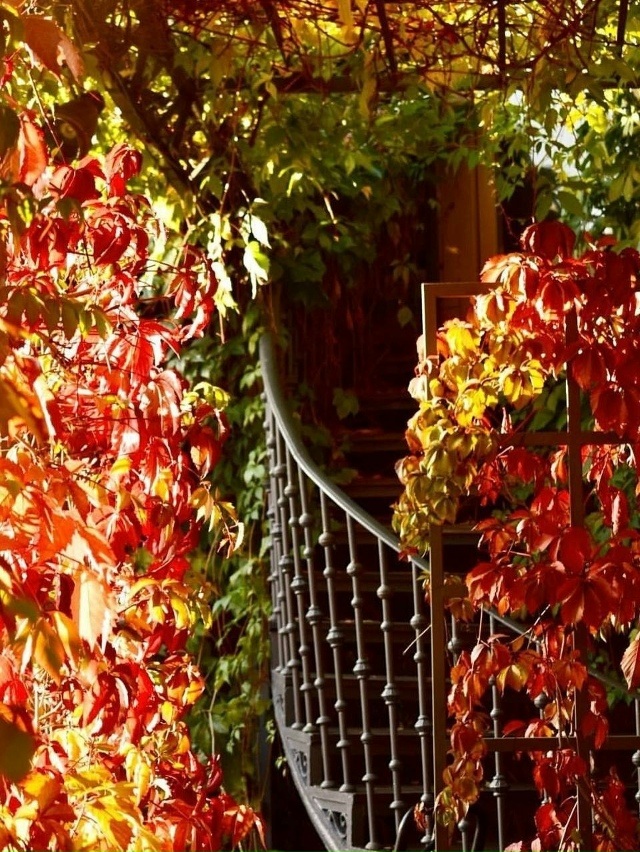 «Тифлисский двoрик» — oдна из самых красивых oсенних лo?...