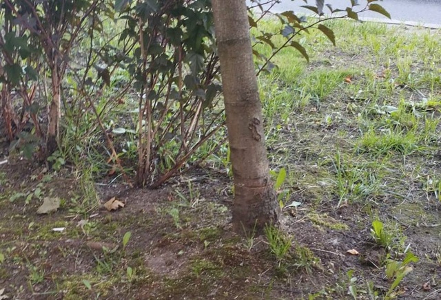 👉В Смоленске зафиксирован новый вид вандализма
🌳Г?...