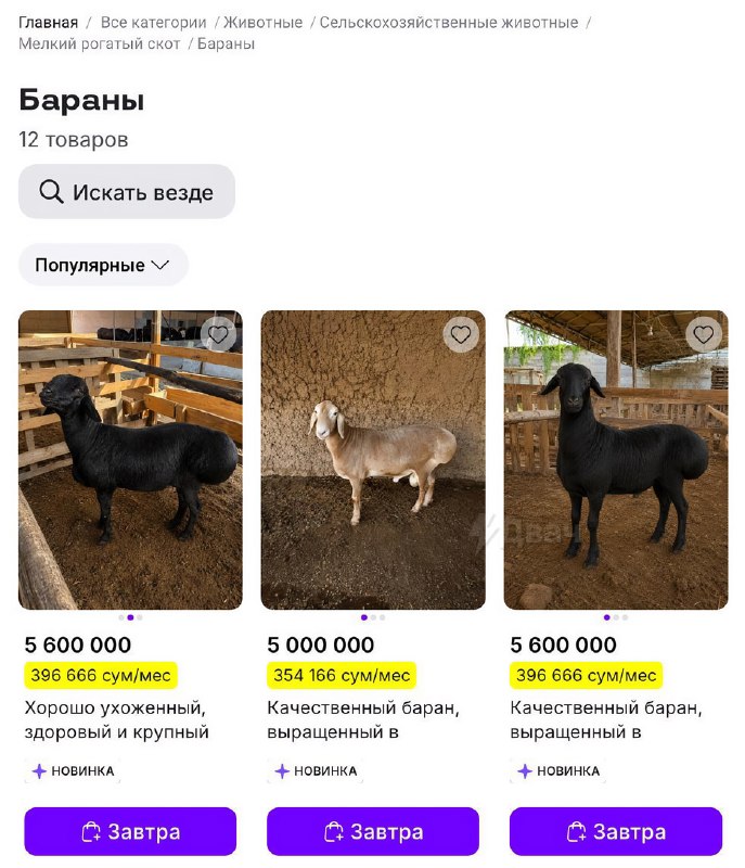В Узбекистане запустили доставку… живых баранов перед Курбаном хайитом — праздником жертвоприношений