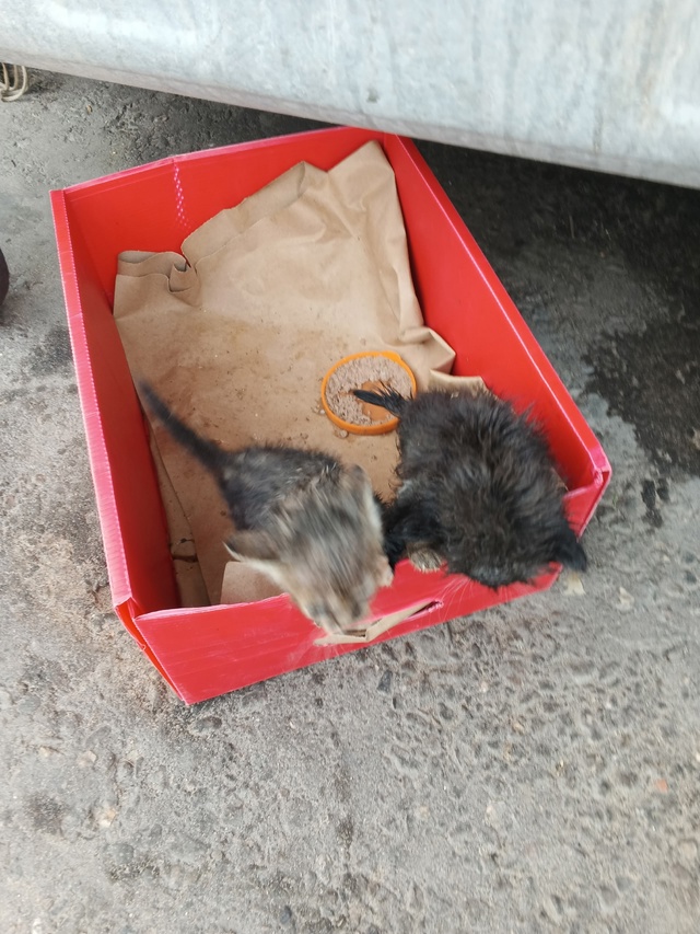 Люди спасайте!!! 2а котенка были выброшены в помойку Пе?...