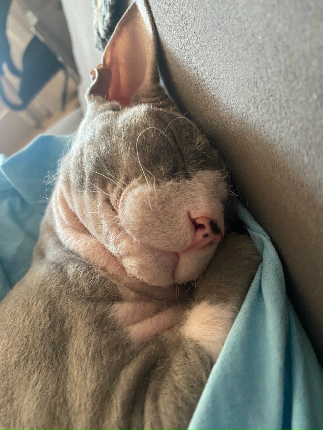 наш нежный лупоглазик❤️