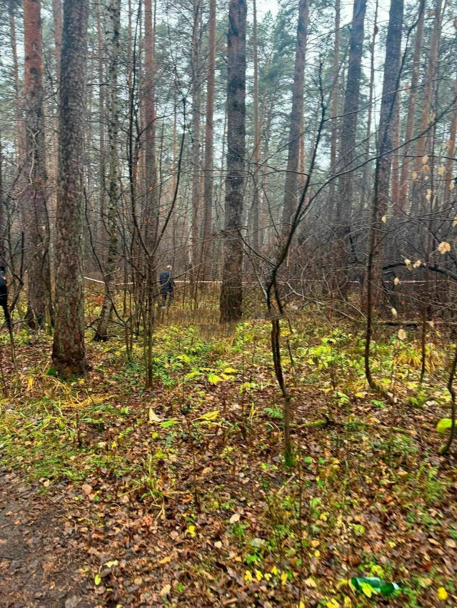 Обезглавленное тело женщины нашли в лесу под Екатерин?...