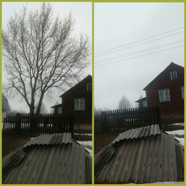 СПИЛИМ ЛЮБОЕ ДЕРЕВО (рядом с домами, проволами, заборам...