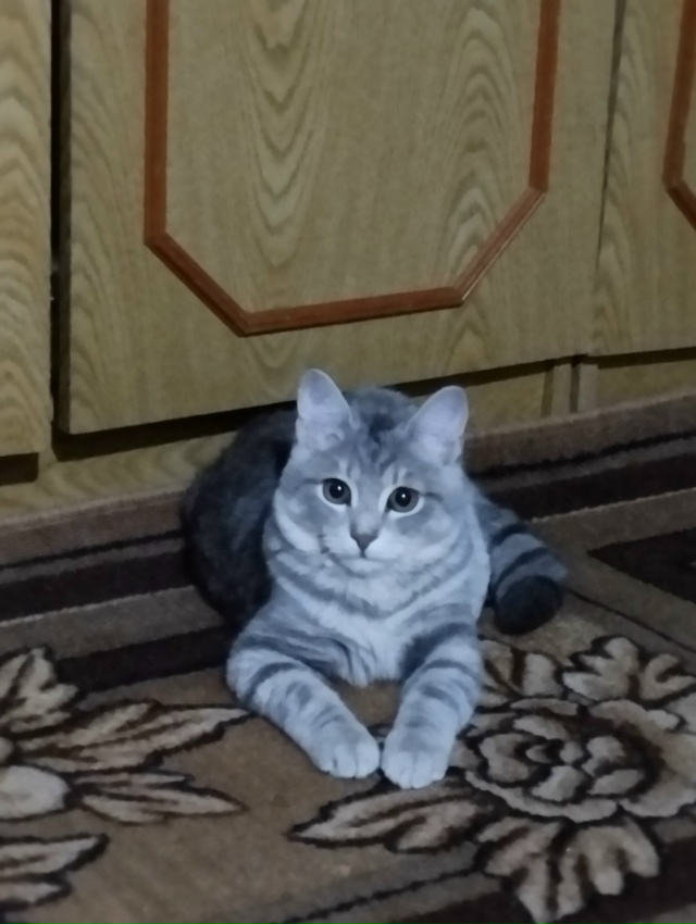 найдет кот (на вид домашний ) на аллее , просьба связать?...