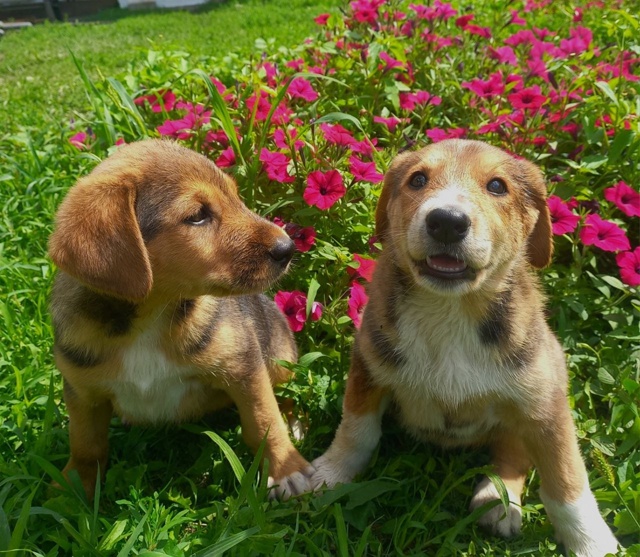 Щенки в добрые руки. 🐶
Мама - гончая( рабочая) , папа - по...