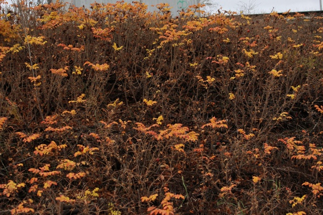 Красивая осень в Чайковском 🍂