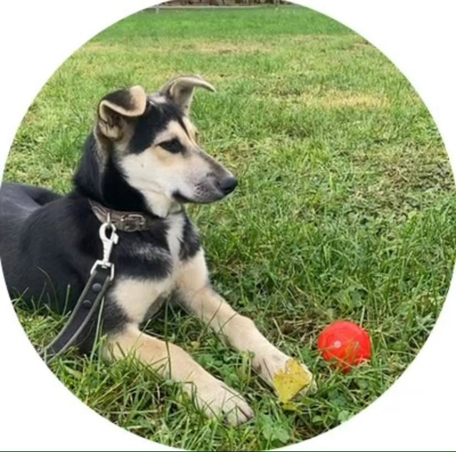 ‼️СРОЧНО‼️ НА МОСКОВСКОЙ ТРАССЕ НАЙДЕН ЩЕНОК-ДЕВОЧК...