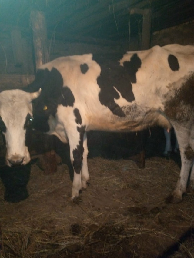 Продается стальная корова,отел март-апрель.Молочная.Ц?...