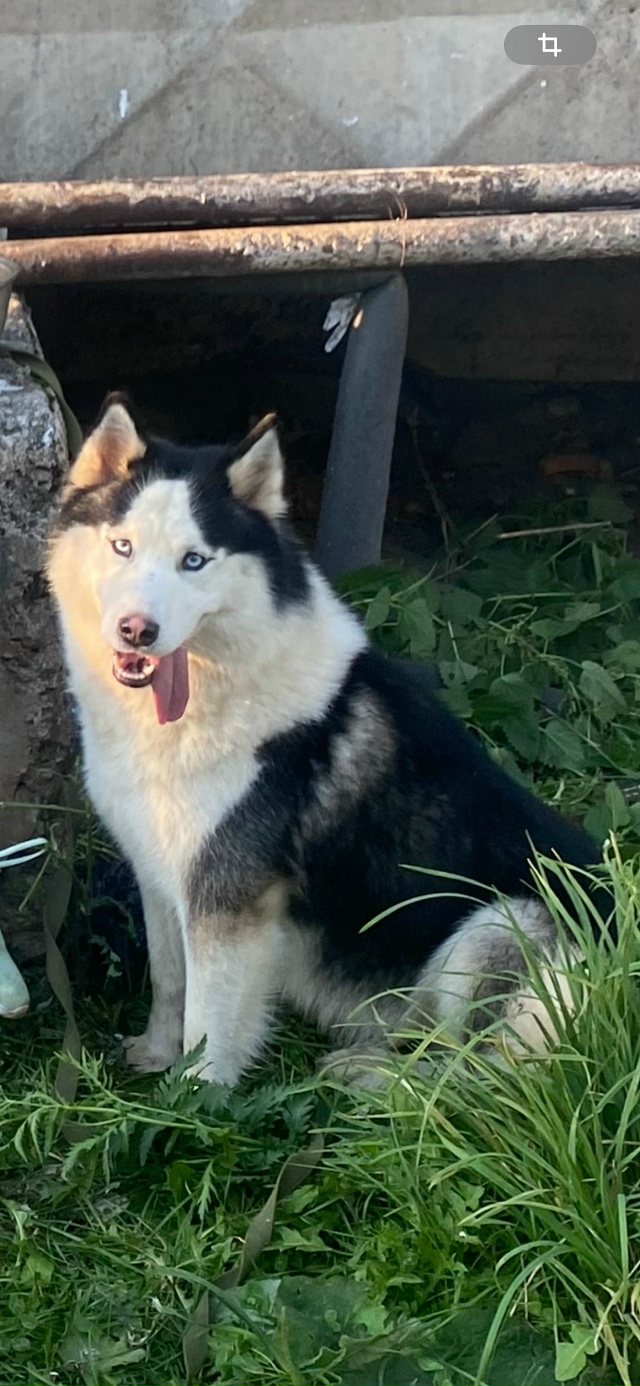 Сбежала собака,может кто то увидит,очень прошу сообщит...