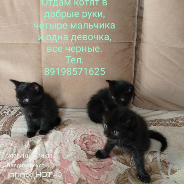 Отдам котят, все черные, возраст месяц с небольшим, едя?...
