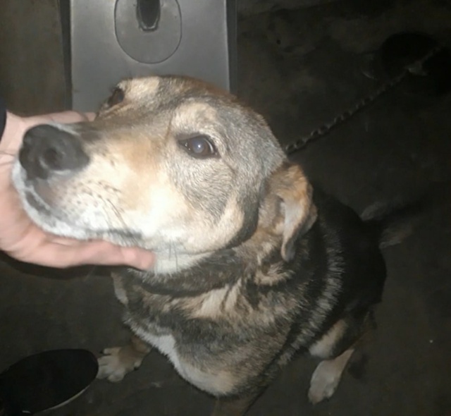 Дорогие жители Чкаловска!
Пёс по кличке 